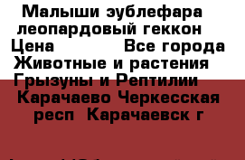 Малыши эублефара ( леопардовый геккон) › Цена ­ 1 500 - Все города Животные и растения » Грызуны и Рептилии   . Карачаево-Черкесская респ.,Карачаевск г.